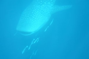 front end of a Whale shark