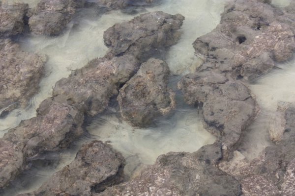 tower stromatolites