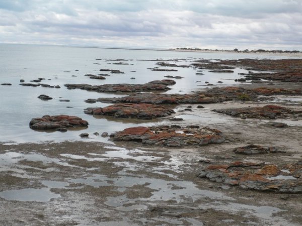 mat and tower stromatolites