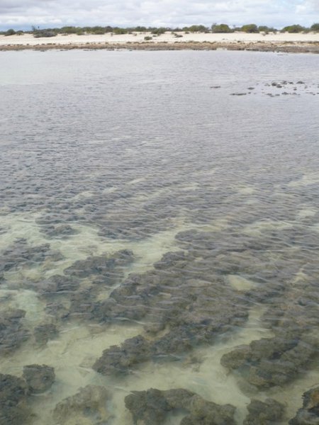 tower stromatolites under water