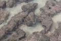 tower stromatolites
