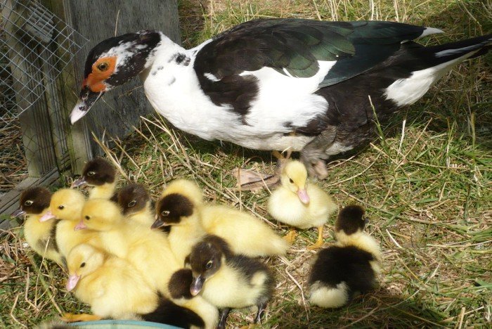 one of the mother ducks with her 13 ducklings