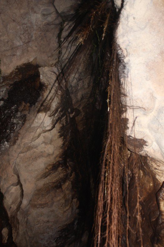 Tree roots hanging down in the cave