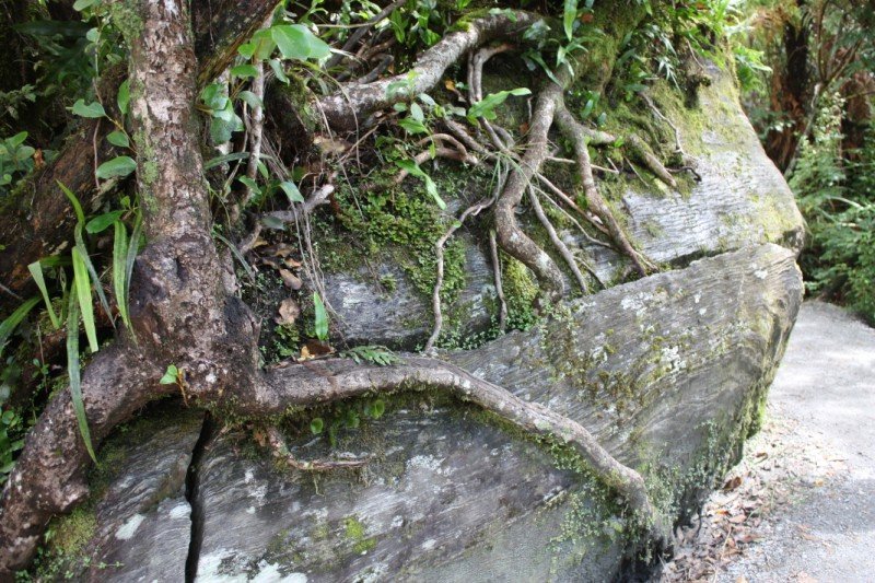 tree growing oput a rock