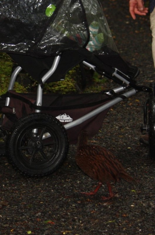 weka by the buggy