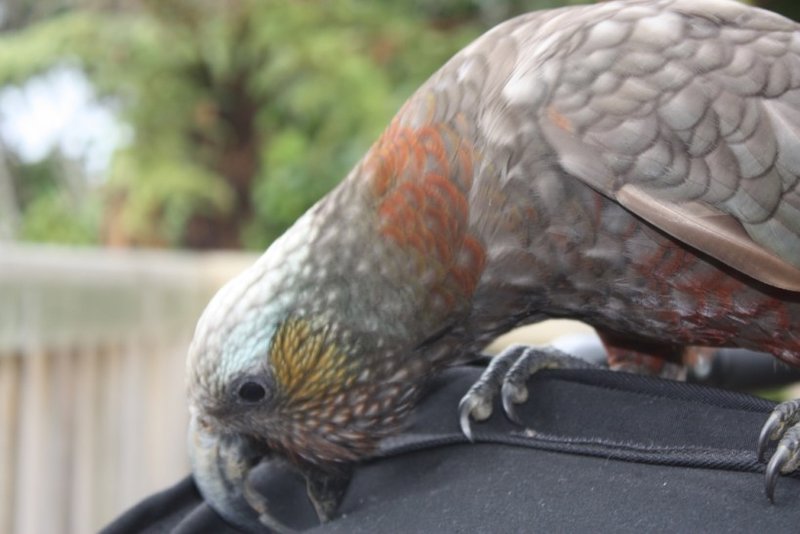 A Kaka attacking the buggy