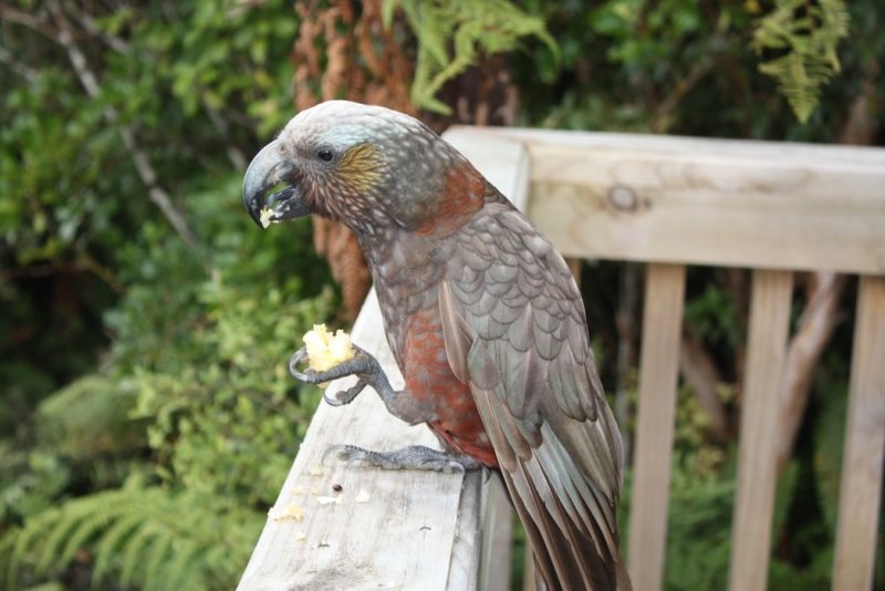 That Kaka after nicking an apple core from the buggy