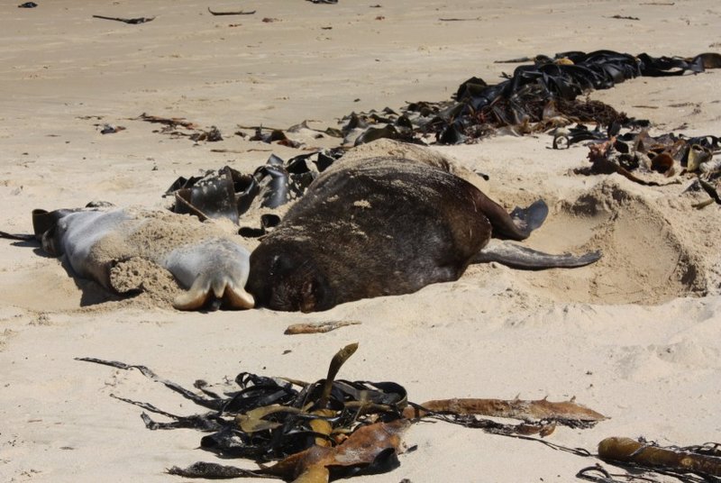seals on the beach at Waipapa Point
