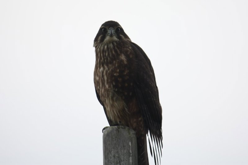 we found this hawk sitting on a post by the stile we wanted to cross