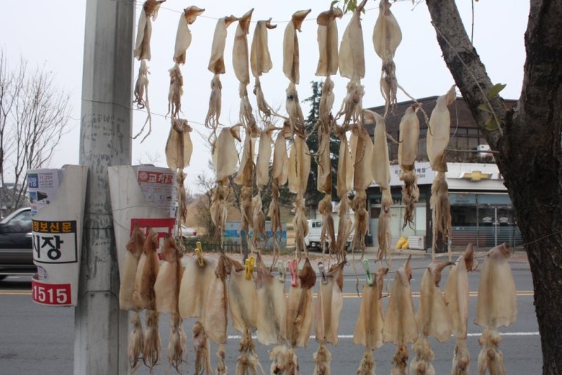 squid drying on the side of the road