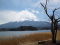 Mt Fuji, Lake Kawaguchiko and a bare cherry tree
