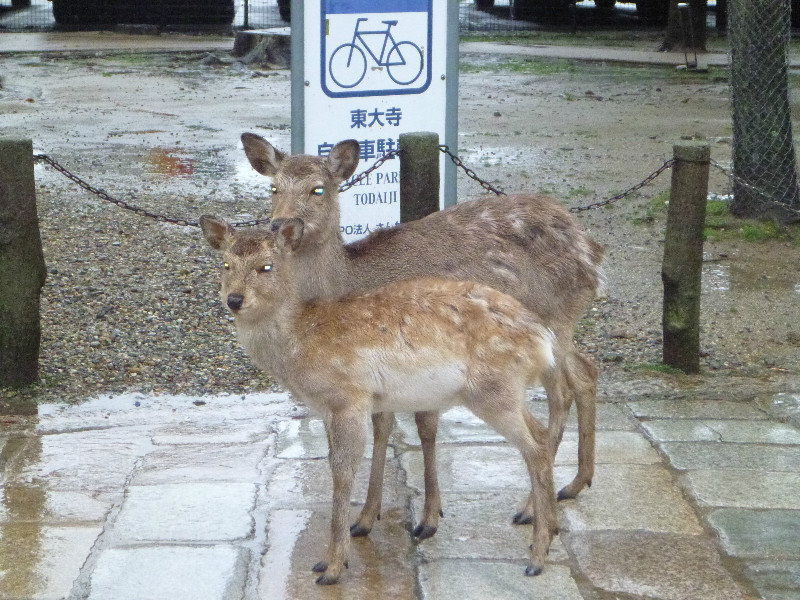 Deer, Nara Park