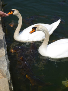 swans and carp in the castle moat