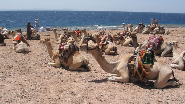 "How Many Camels?"  