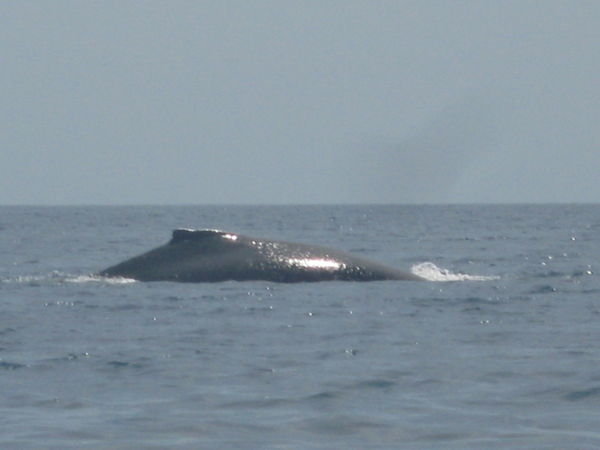 another whale