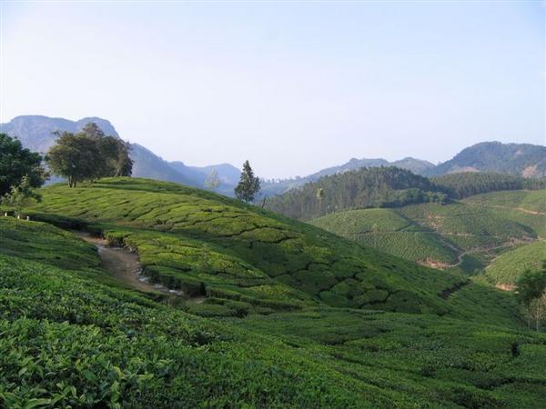 First view of tea plantations