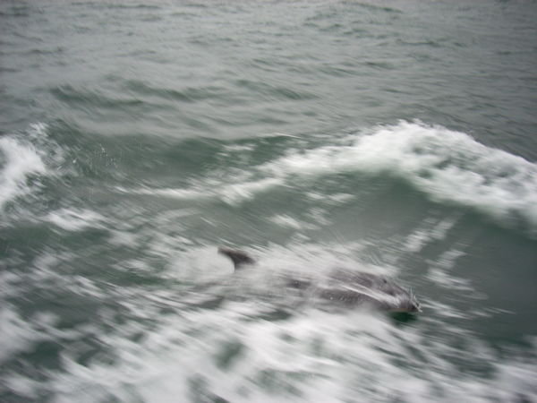 Dolphin surf on our wake on the way home
