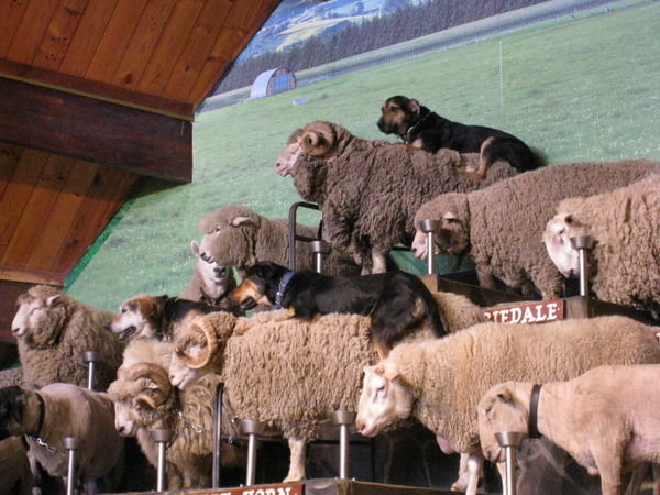 Sheep dogs on their perch