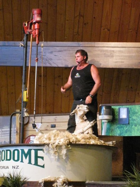 Sheep sheering