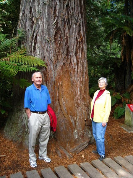 Giant Kauri tree