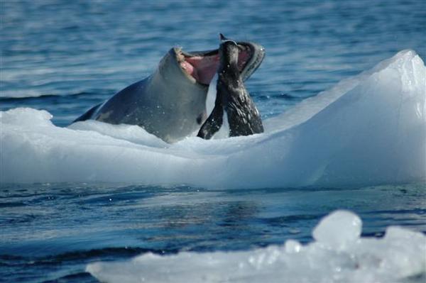 Leopard seal gets a penguin