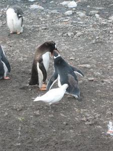 Penguin dinner interrupted