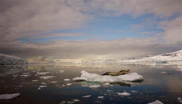 Antarctic Landscape with seal