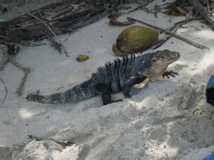 big iguana
