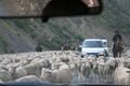 Kyrgyz "cow(sheep)boys" with their sheep