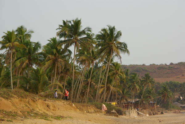 palmiers 
