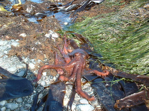 Gray Bay Octopus