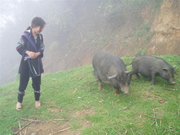 our guide with a wild boar.....Sapa