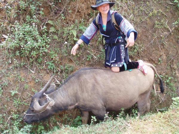 our guide on a water buffalo.....Sapa