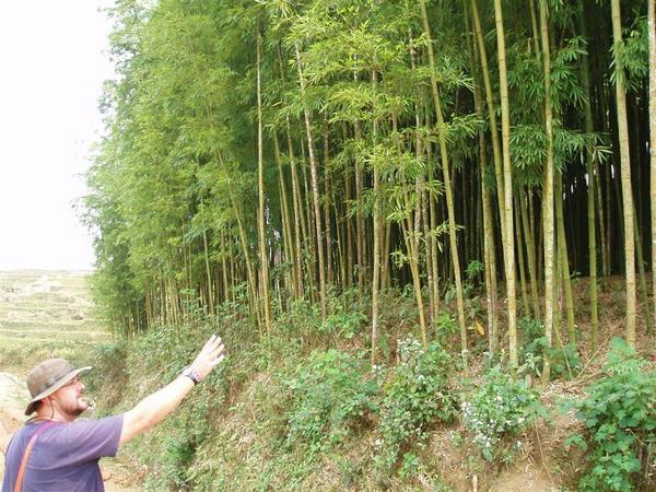 bamboo forest.....Sapa
