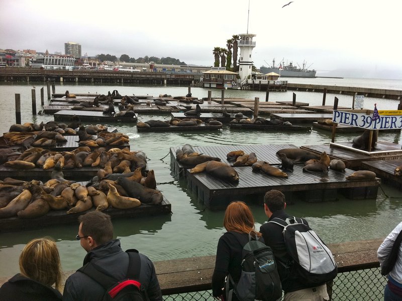 The big stinky seals who have settled @ Pier 39 since 1990