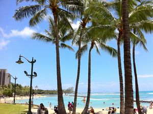 Palms on Waikiki