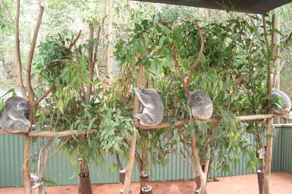 Koalas in the tree