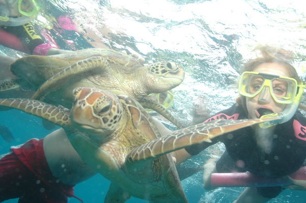 Turtle time on the Reef