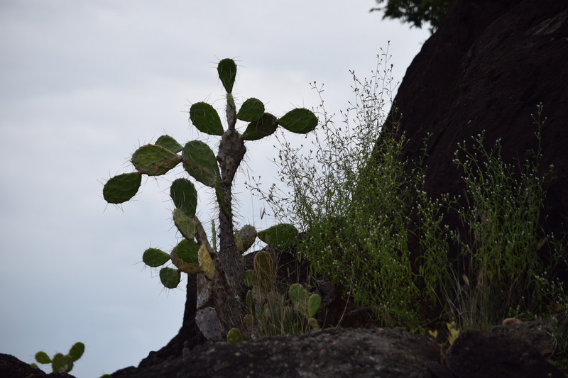 cactus in Sarigua National Park