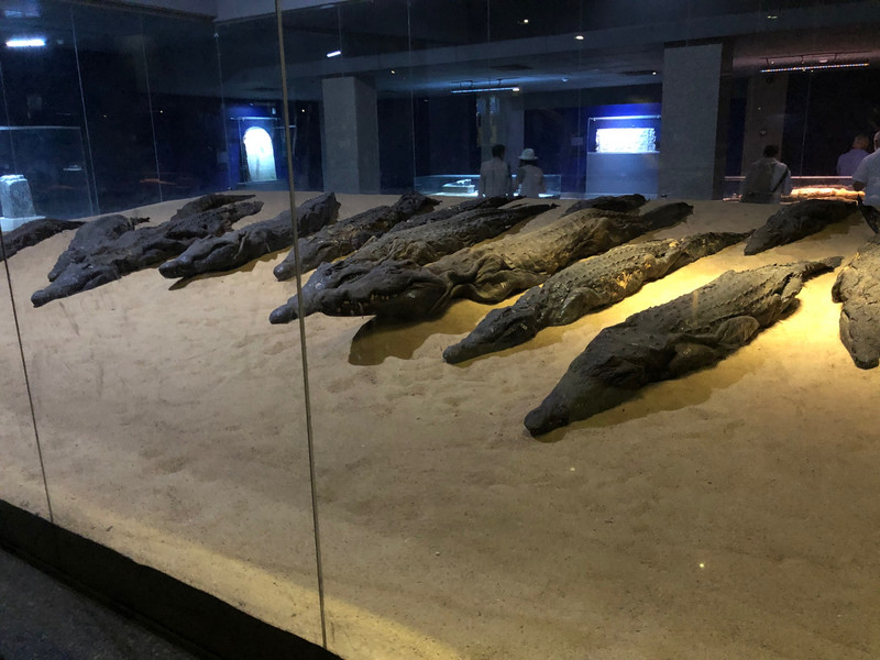 Mummified crocodiles