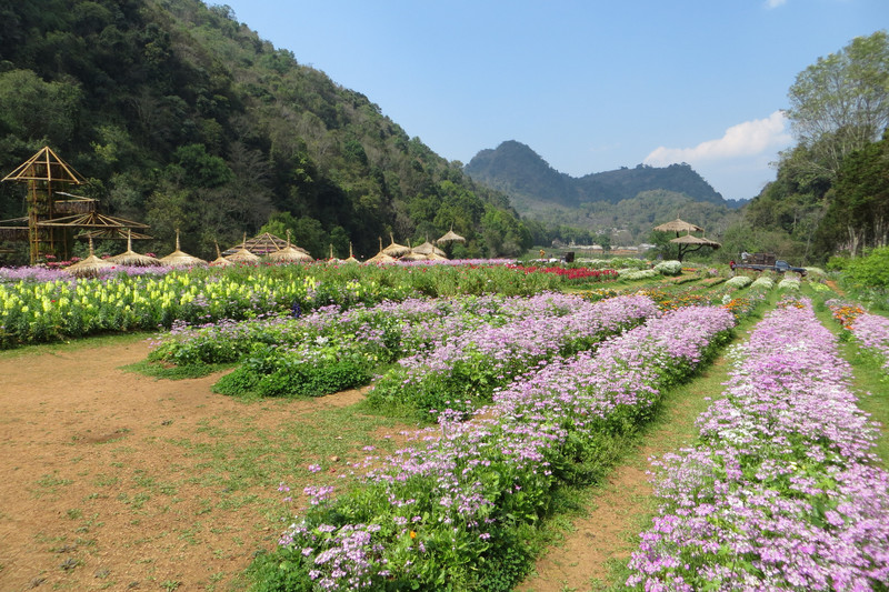 flowers