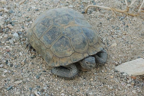 Schildkrott | Photo