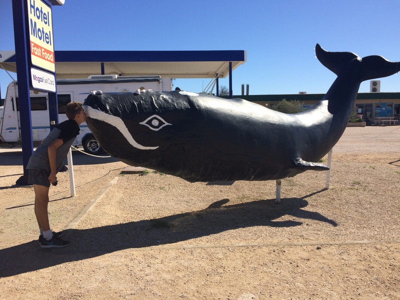 Tom getting up close with the locals at the Nullabor Road House