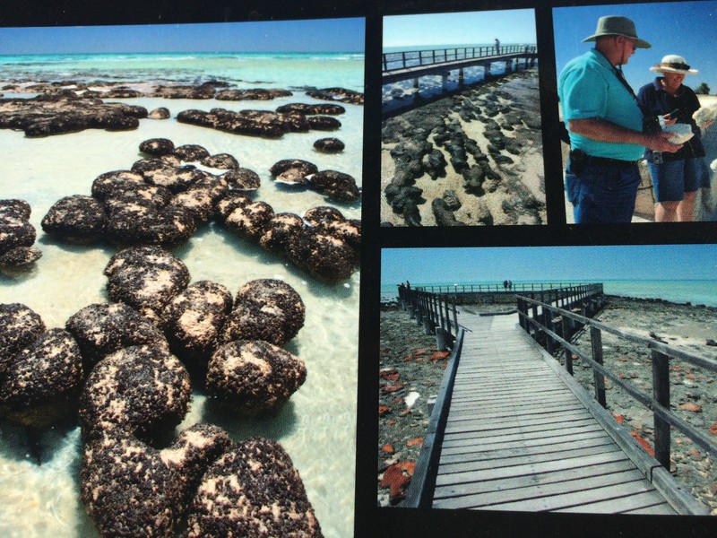 Stromatolites , Hamelin Pool