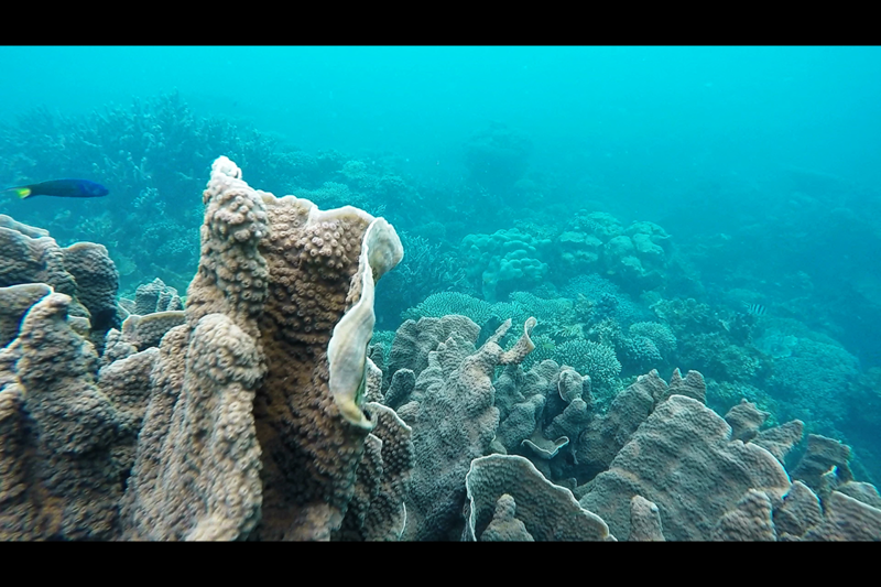 Fantastic Coral and fish