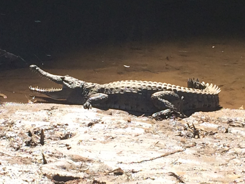 Fresh Water Croc - Bathing in the Sun 