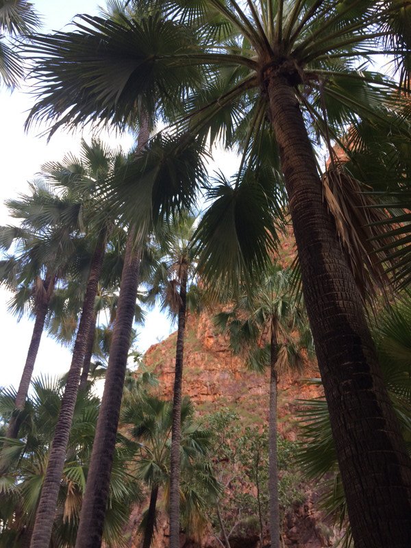 Palms that line the ElQuestro Gorge