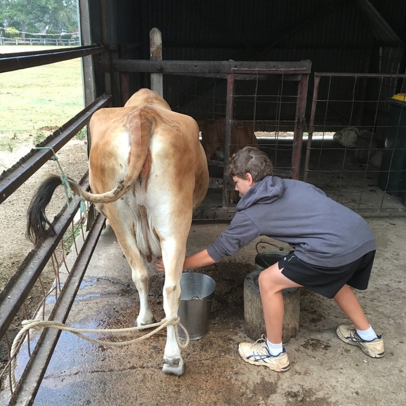 Billy milking the cow