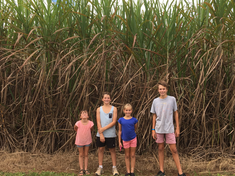Sugar cane Country