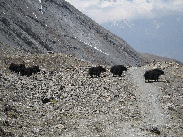 Yaks on the path down to Muktinath